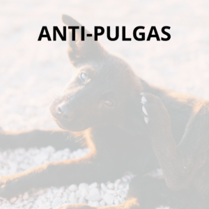 Antipulgas