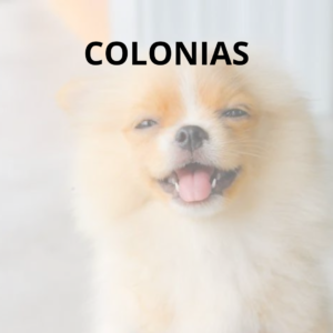 Colonias